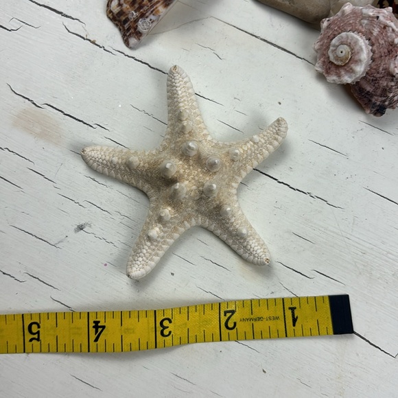 shells - Picture 5 of 15